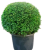 Taxus Baccata Ball in Pot | Yew Potted Hedging