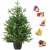 Real and Live Christmas Tree 2/3 ft with Exotic Fruits Hamper Gift Box