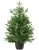3/5 ft Real and Live Christmas Tree in a Pot , Nordmann Fir  | 80 – 120 cm